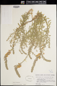 Oenothera suffrutescens image