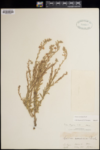 Oenothera suffrutescens image