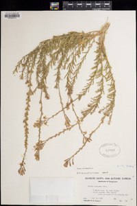 Oenothera suffrutescens image