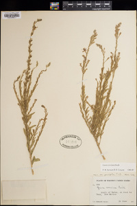 Oenothera suffrutescens image