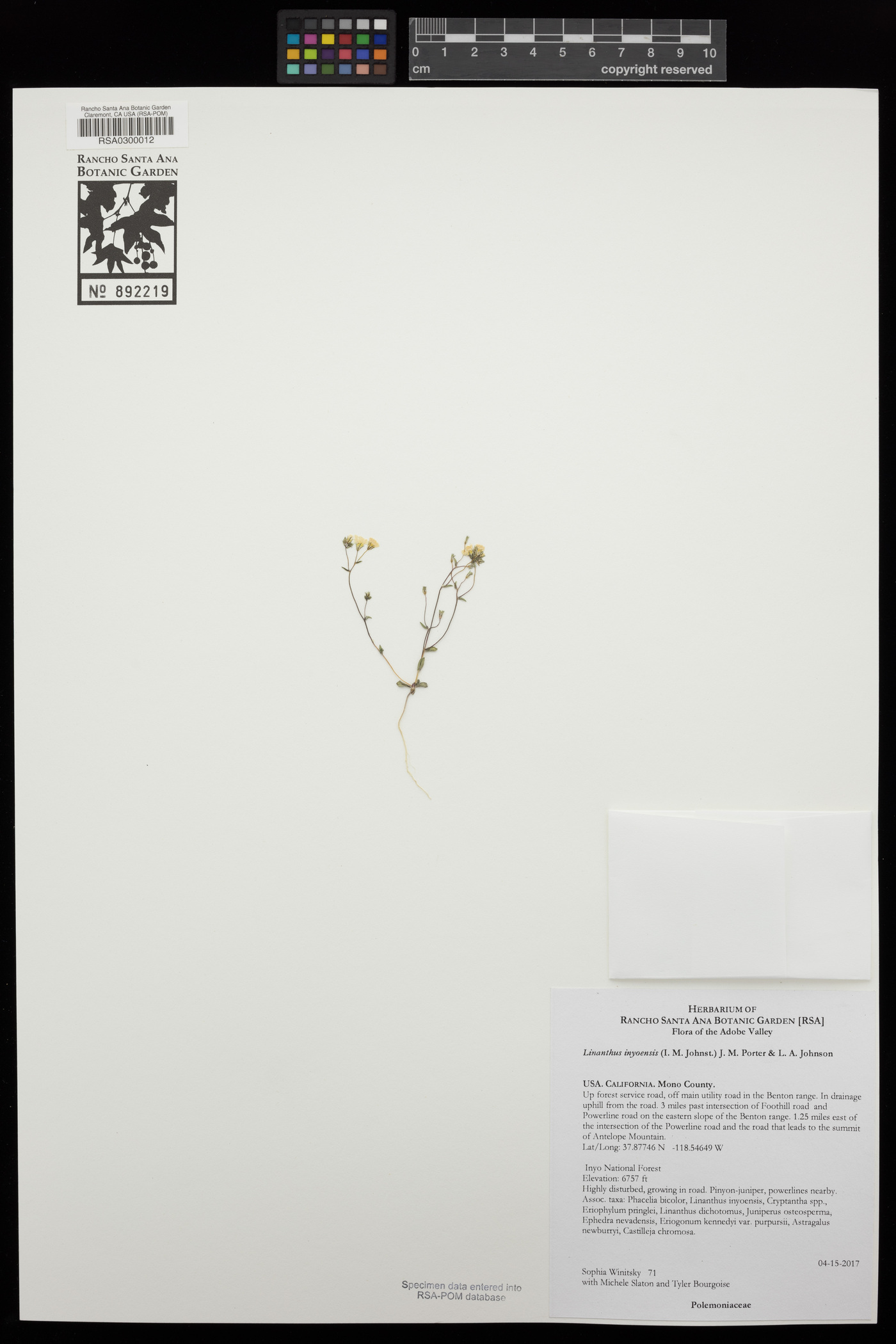 Linanthus inyoensis image