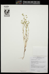 Cryptantha pterocarya var. pterocarya image