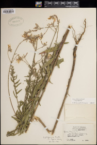 Oenothera filiformis image