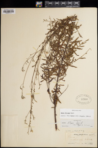 Oenothera filipes image