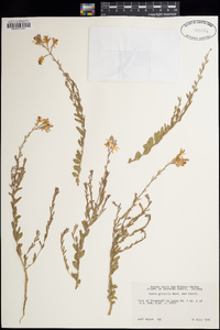 Gaura hexandra subsp. gracilis image