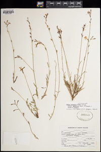 Gaura hexandra image