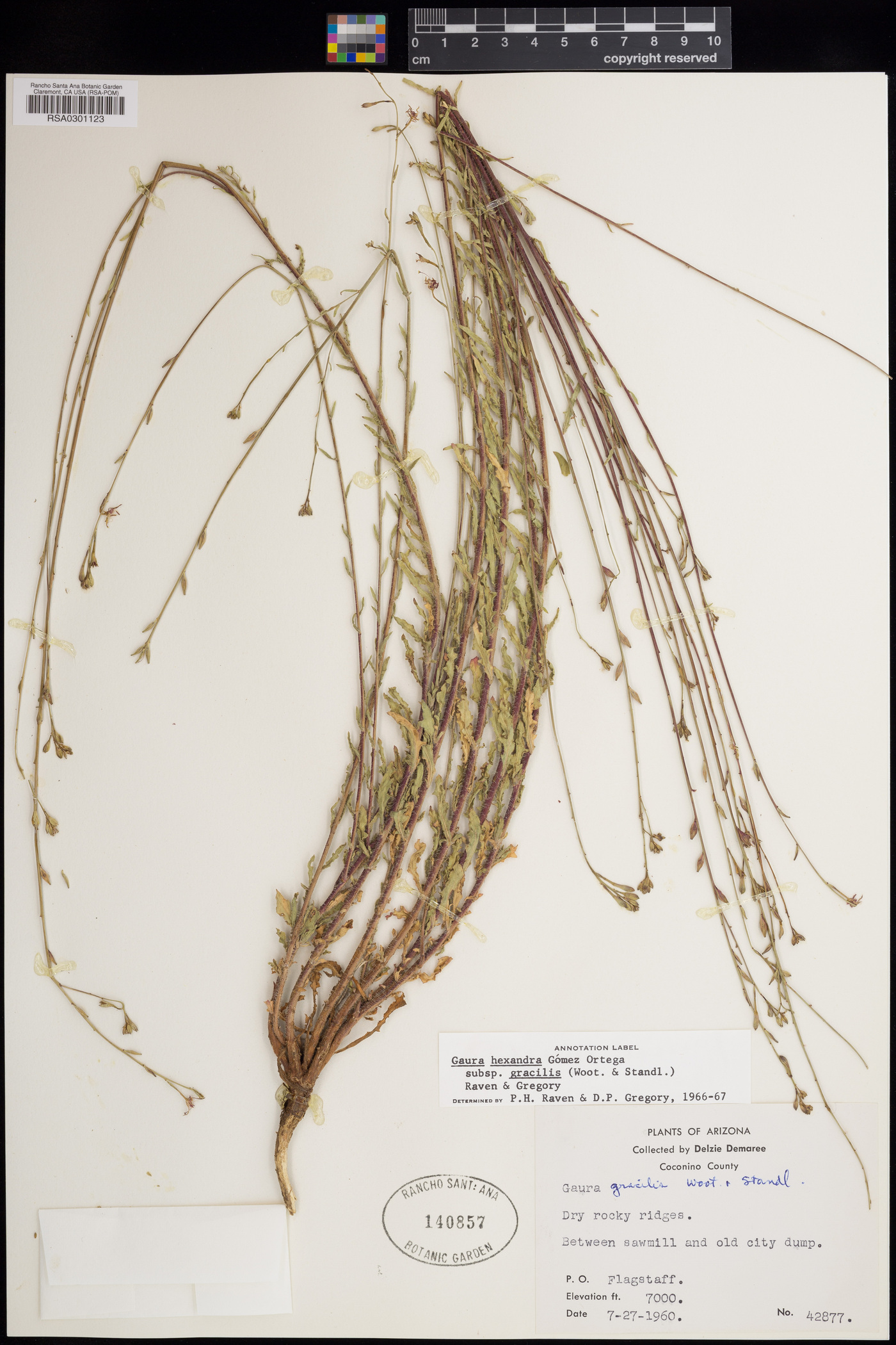 Gaura hexandra subsp. gracilis image