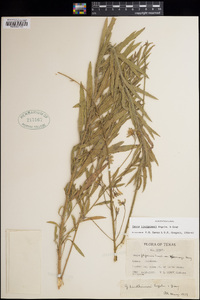 Oenothera lindheimeri image