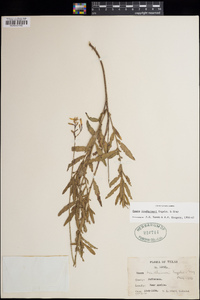 Oenothera lindheimeri image