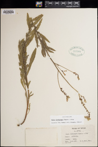 Oenothera lindheimeri image