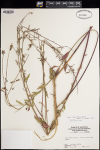 Oenothera filiformis image