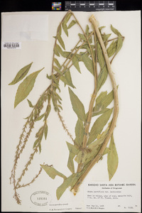 Oenothera curtiflora image