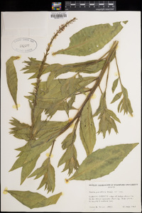 Oenothera curtiflora image