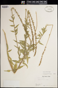 Oenothera curtiflora image