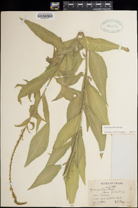 Oenothera curtiflora image