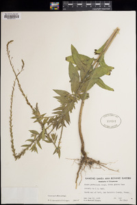 Oenothera curtiflora image