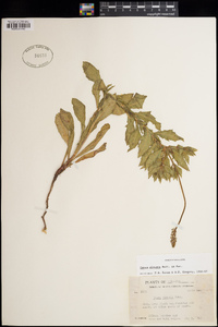 Oenothera sinuosa image