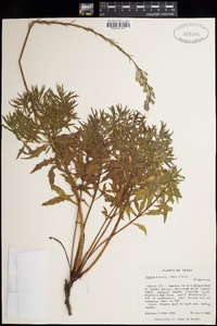 Oenothera sinuosa image