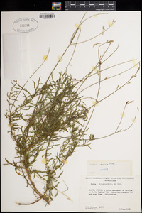 Oenothera sinuosa image