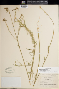 Oenothera suffulta subsp. nealleyi image