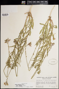 Oenothera suffulta image