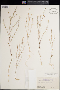 Gayophytum diffusum subsp. parviflorum image