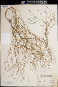 Gayophytum diffusum subsp. parviflorum image