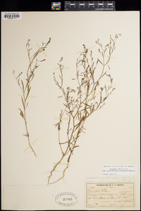 Gayophytum diffusum subsp. parviflorum image