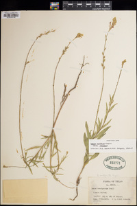 Oenothera suffulta subsp. suffulta image