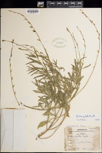 Oenothera triangulata image