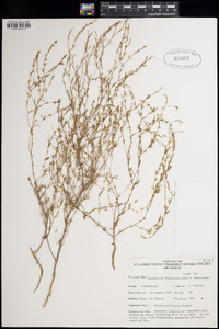 Gayophytum decipiens image