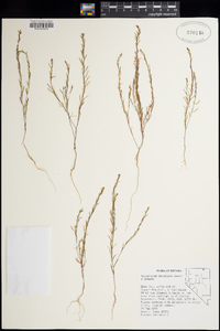 Gayophytum decipiens image