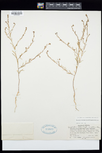 Gayophytum decipiens image