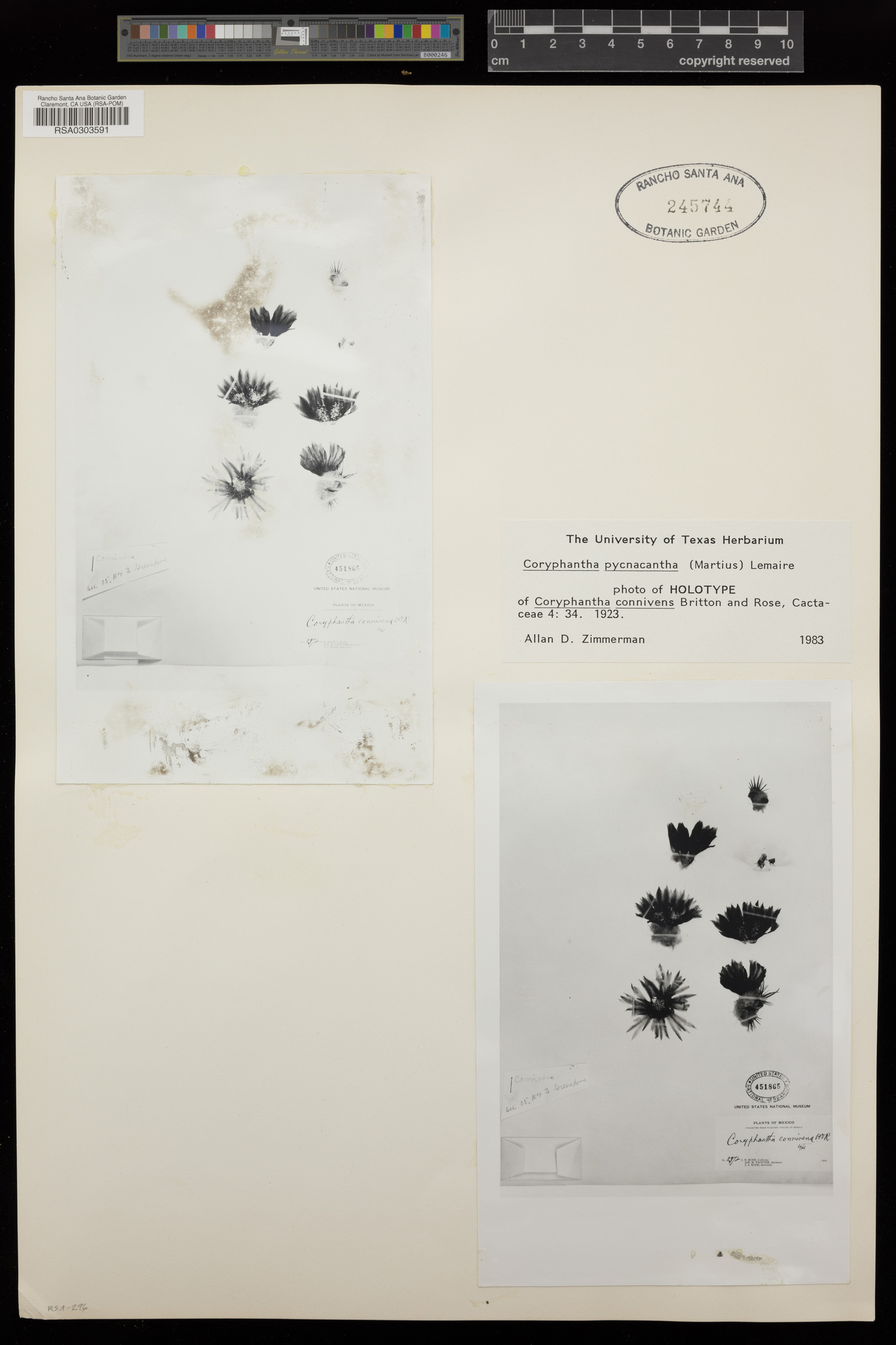 Coryphantha pycnacantha image