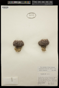 Coryphantha cornifera image
