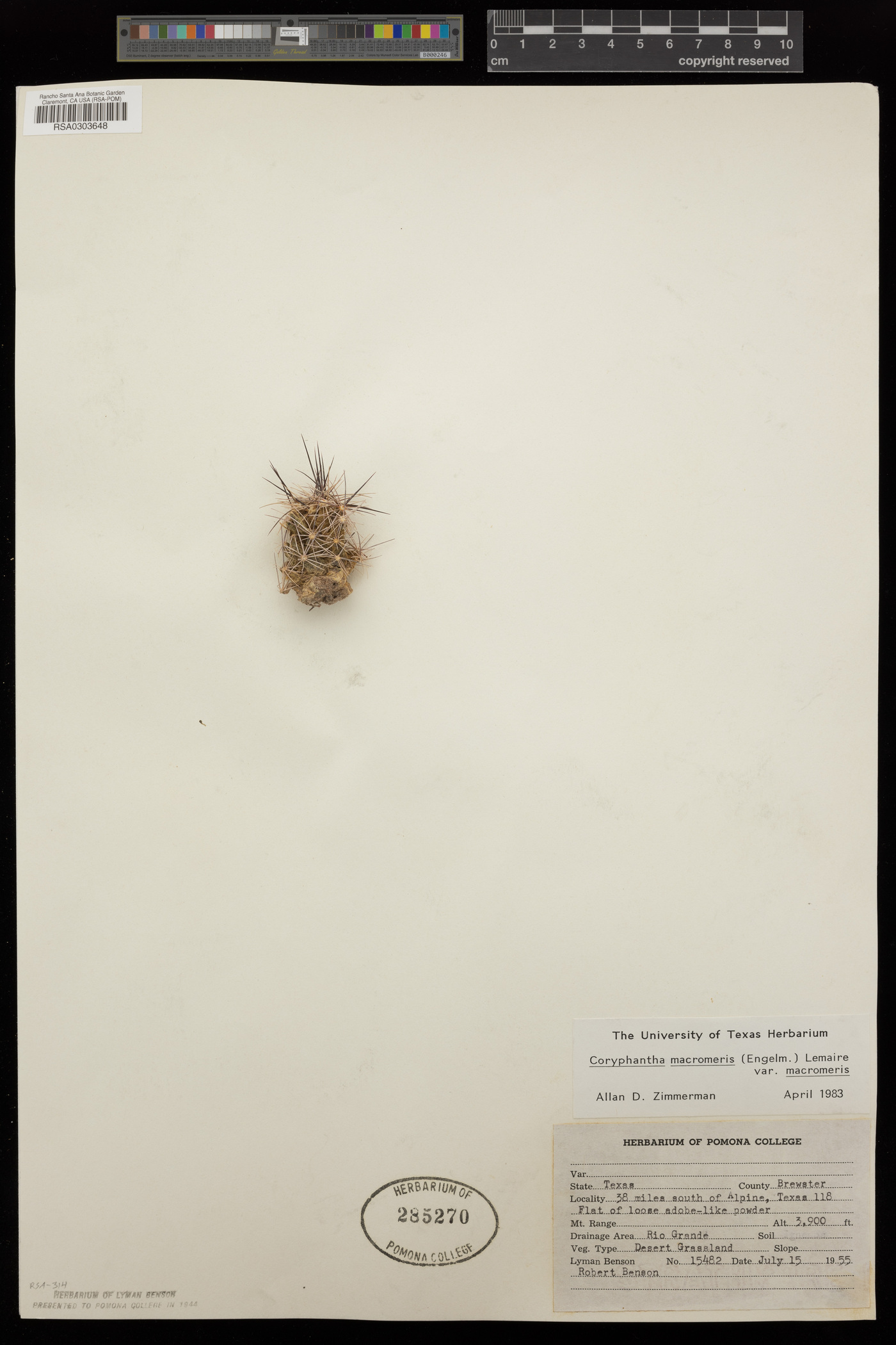 Coryphantha macromeris subsp. macromeris image