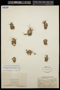 Coryphantha macromeris subsp. runyonii image