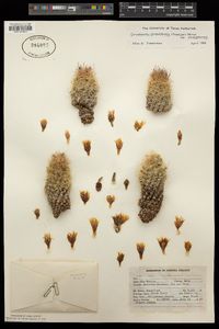 Escobaria chihuahuensis image