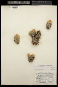 Escobaria chihuahuensis subsp. chihuahuensis image