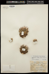 Coryphantha sulcata image