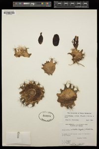 Coryphantha sulcata image