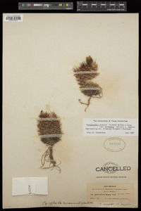 Coryphantha vivipara image