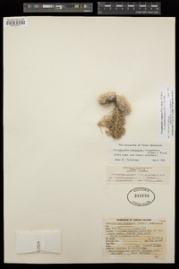Coryphantha chlorantha image