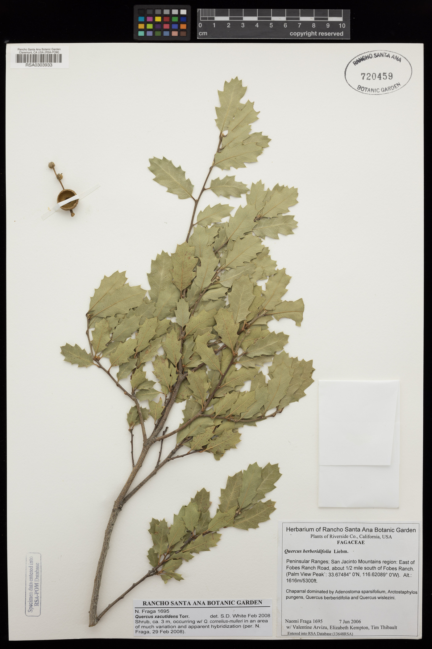 Quercus acutidens image