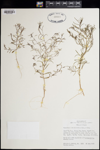 Gayophytum ramosissimum image