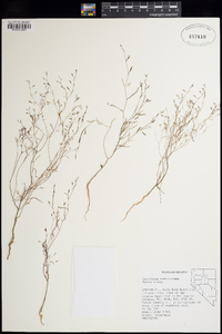 Gayophytum ramosissimum image