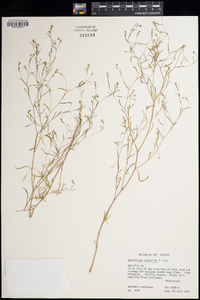 Gayophytum humile image