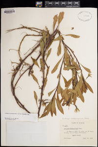 Ludwigia hexapetala image