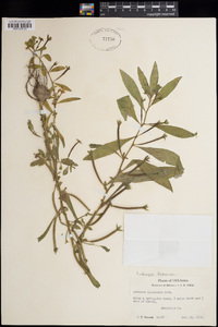 Ludwigia leptocarpa image