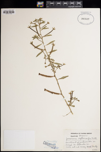 Ludwigia leptocarpa image